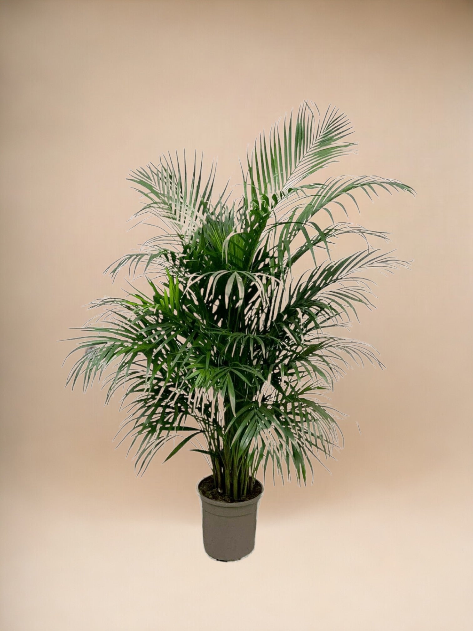 Areca palmier
