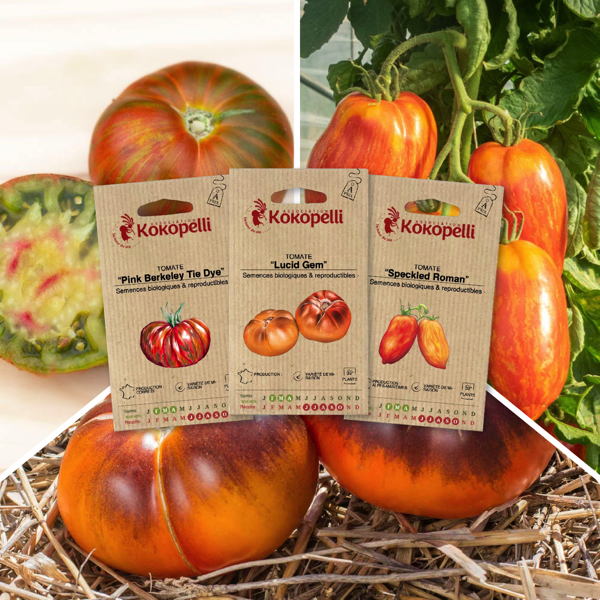 Tomates zébrées - 3 sachets bio
