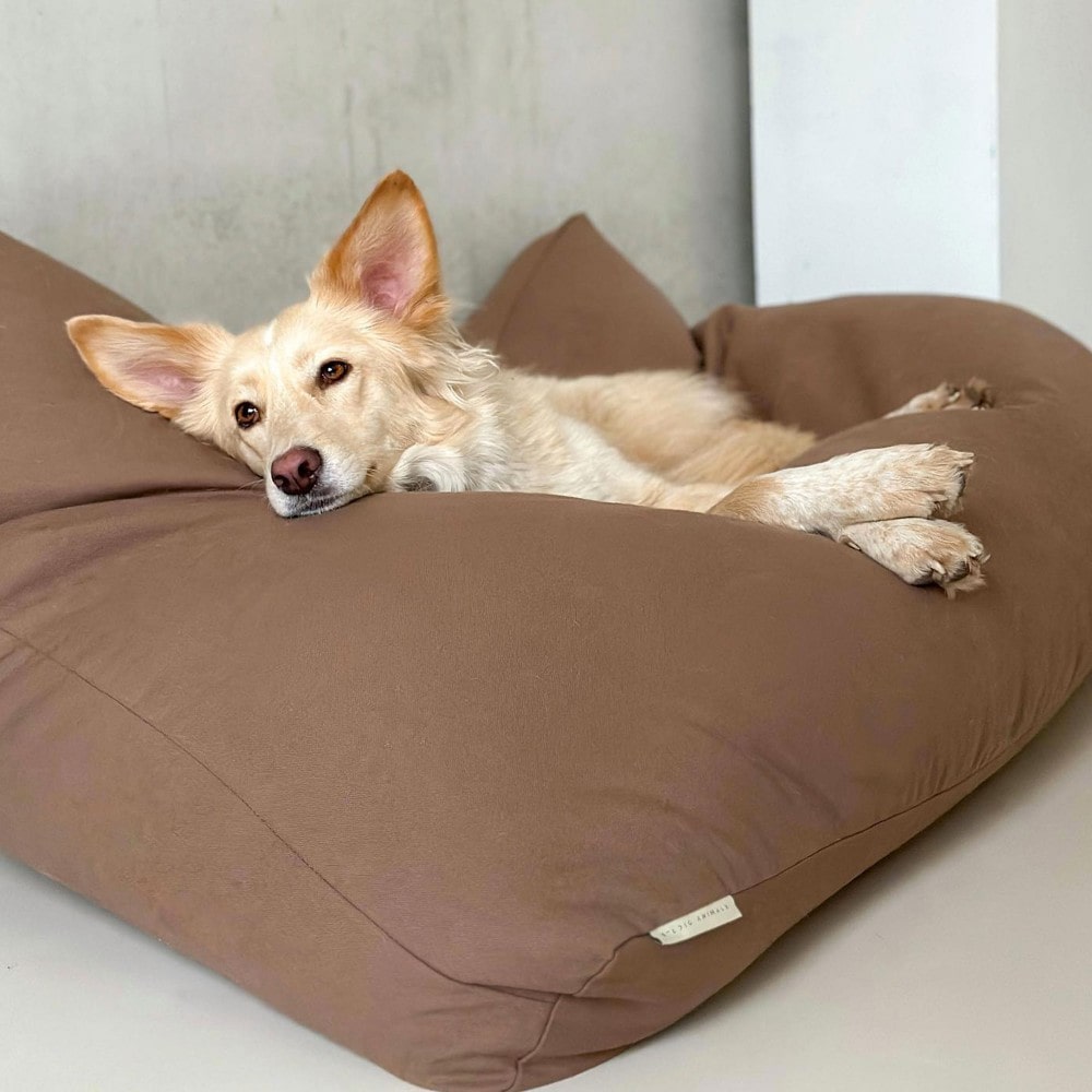 Star, coussin grand chien mocca xxl