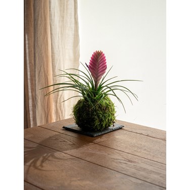 98881370-kokedama-tillandsia_1.jpg 376 × 376 pixels
