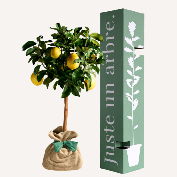 Citronnier des 4 saisons