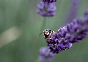 Abeille