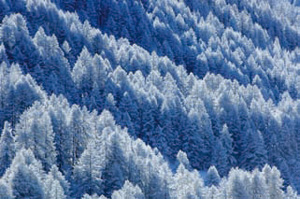 biodiversité des forêts