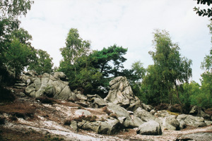 biodiversité des forêts