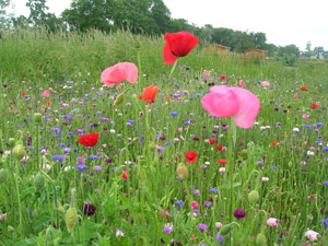 coquelicots