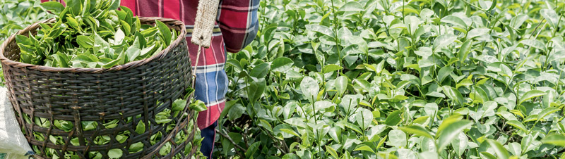 biodynamie