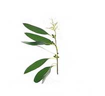 eucapliptus